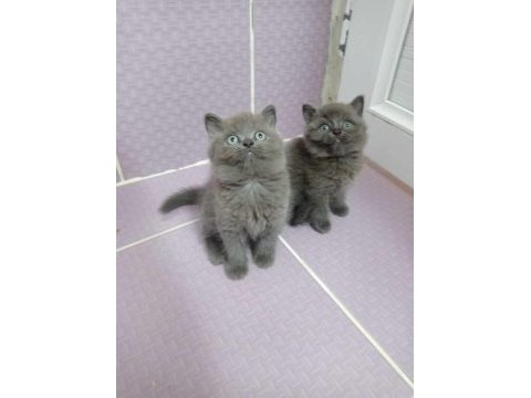 Scottish fold yavrular