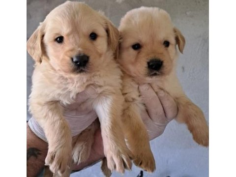 Akkuş üretim çiftliğinden golden retriever yavruları