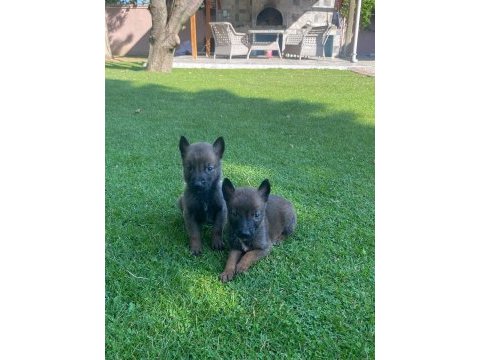 Orijinal malinois yavrular maskeli kalite burada