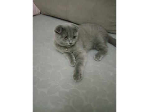 Safkan scottish fold son yavrumuz
