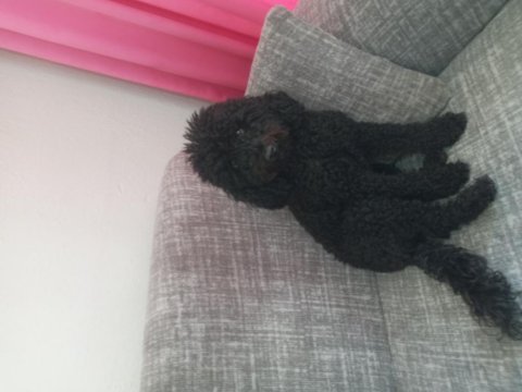 Sevgi dolu eğitimli poodle