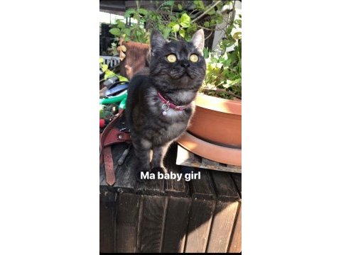 British shorthair kısır dişi kedimiz