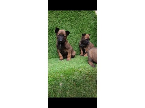 İyisini büyütmek isteyenlere malinois yavrularmız