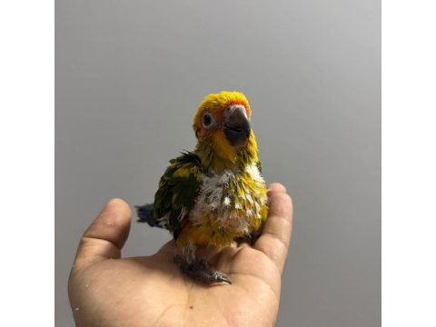 Güneş konur yavru el besleme