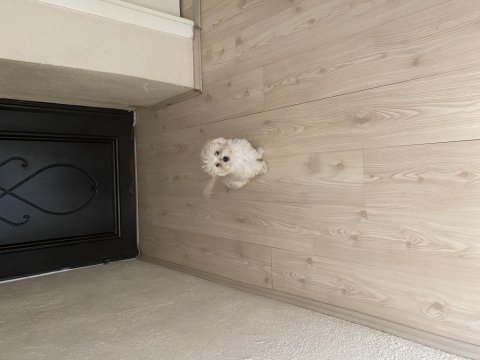 Acil ömürlük yuva aranıyor oyuncu aşıları tam terrier