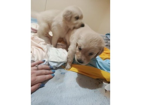 Oyuncu golden retriever bebekler