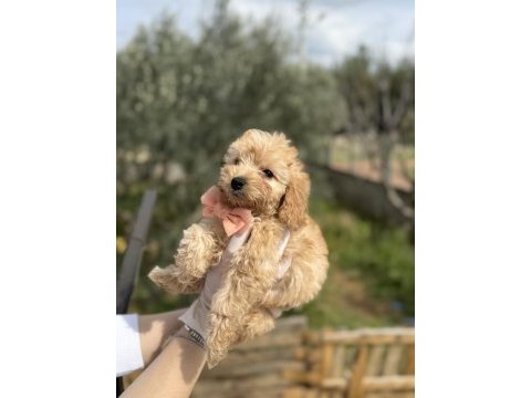 50 günlük orijinal dişi toy poodle