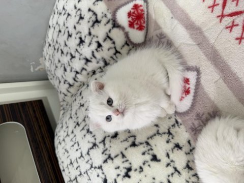 Süt beyaz scottish fold prenses hazır