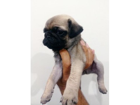 Pug mops yavrularımız