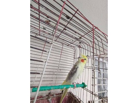 Acil satılık sultan papağanı çiko ismi