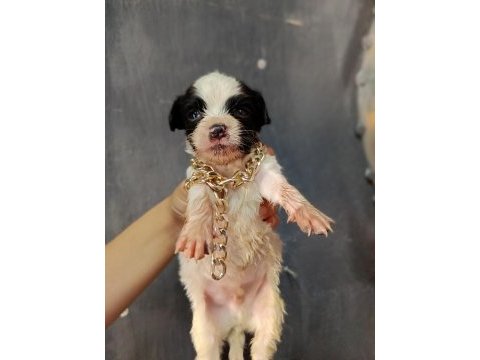 Terrier yavrular