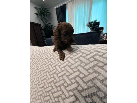 Teslime hazır teacup poodle yavrular