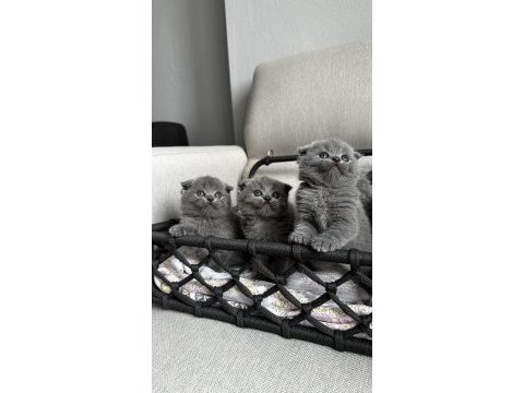 3 adet gri scottish fold yavrular