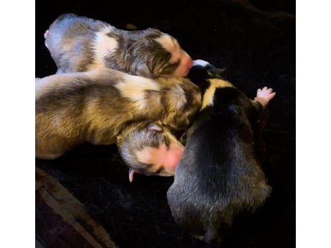 Soylu babadan a kalite husky yavrular rezerve açık