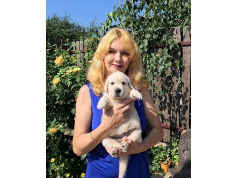 Golden retriever adrese teslim hizmetimiz vardır