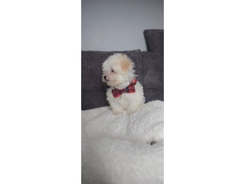 Muhteşem kaliteli maltese terrier yavrularımız