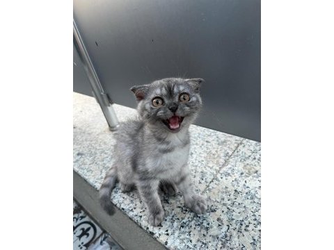 Safkan scottish fold 2 aylık erkek