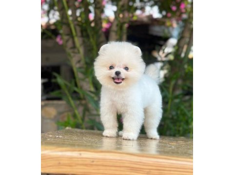 Sevimli pomeranian boo bebekler