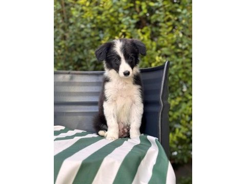 Petmode köpek çiftliğinden border coli yavrularımız