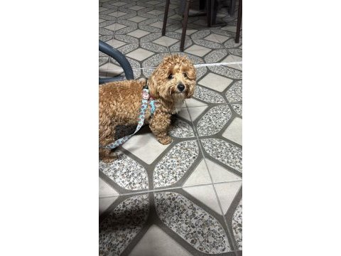 3 buçuk aylık maltipoo