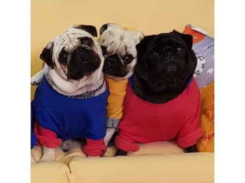 Black pug mops