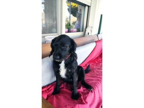 Bodrum kayıp ilanı köpeğimiz için