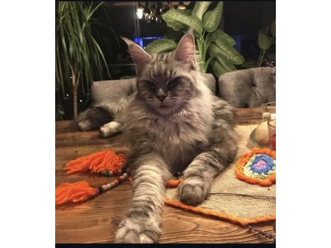 Scr li ve üretim izinli dev main coon bebekler