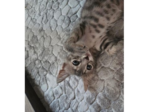 Tatlı tekir kedi
