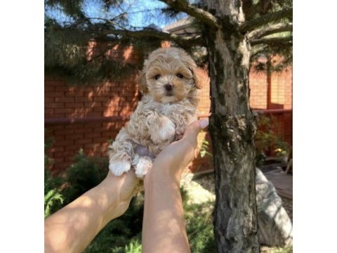 Kore maltipoo köpeği
