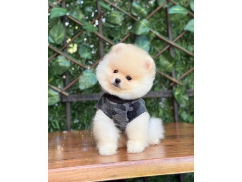 Pomeranian boo yavrumuz