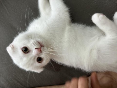 2,5 aylık akıllı uslu oyuncu erkek scottish fold