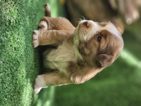 35 günlük çok sağlıklı jack russell yavrularımız
