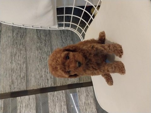 Toy poodle garantili