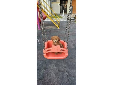 4 aylık dişi oyun bağımlısı poodle