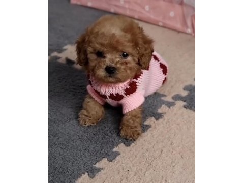 Toy poddle safkan köpekler