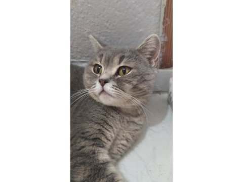 Afacan british shorthair kediler