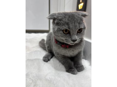Çok oyuncu minnoş yavrularım