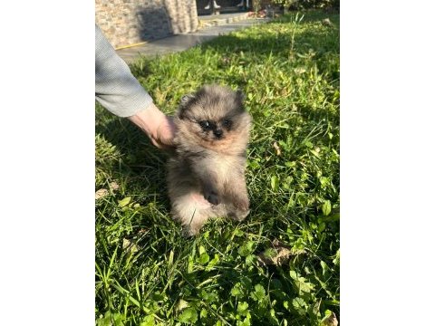 Antalya pomeranian boo köpekler