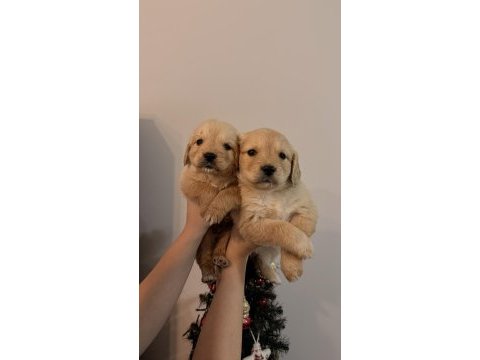 Irk ve sağlık garantili golden retriever
