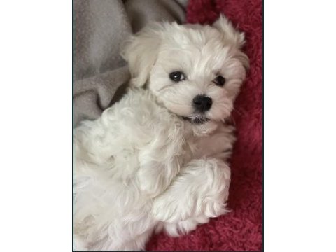 Teacup maltese terrier