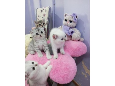 Safkan scottish fold ve straight yavrular catteryden