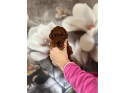 Toy poodle (kilo garantili sağlıklı yavrularım)