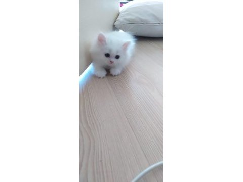 Çok tatlı sakız yavrularımız persian
