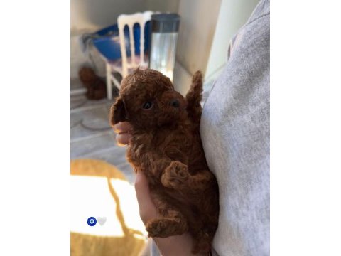 Yeni yuvalarını bekleyen ırk garantili yavru köpekler