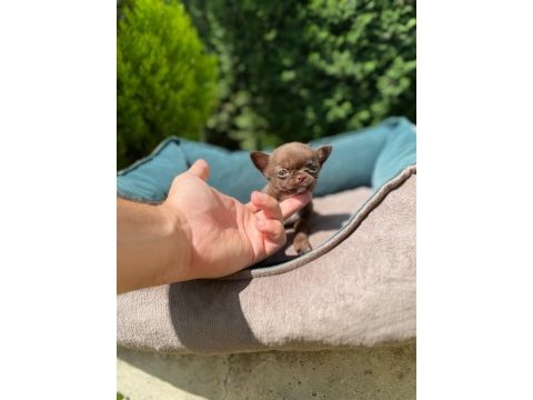 Asili karneli mini chihuahua yavrularimiz