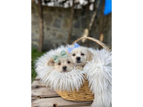 Maltipoo dişi yavrular
