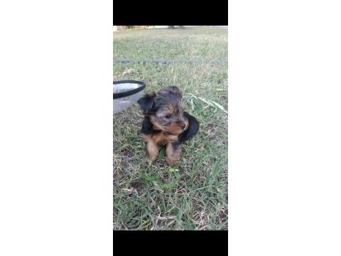 Teacup yorkshire terrier yavrular