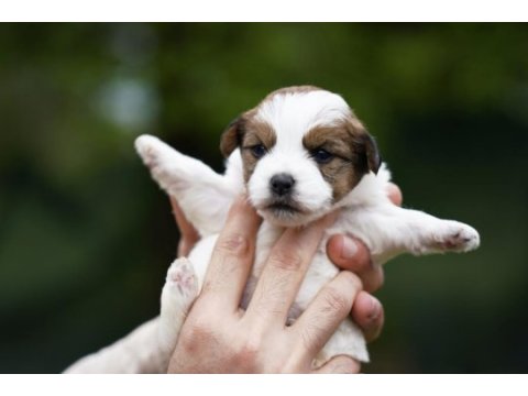 Kıf(fcı) şecereli rough ve broken jack russell terrıerler
