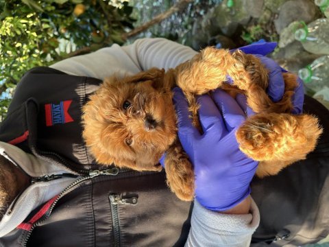 Ev ortamında büyüyen küçük maltipoo bebekler