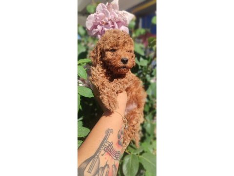 Poodle en sevilenler geldi